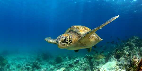 Five Amazing Facts about the Galapagos