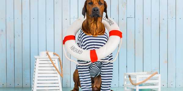 Pet Friendly Cruises: Cruises You Can Take Your Dog On