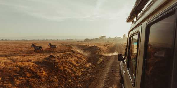 The Big 5: Animals You’ll See on Safari