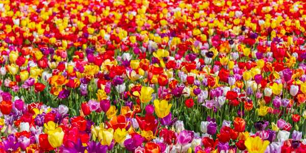 Where to See the Most Beautiful Tulips in the Netherlands