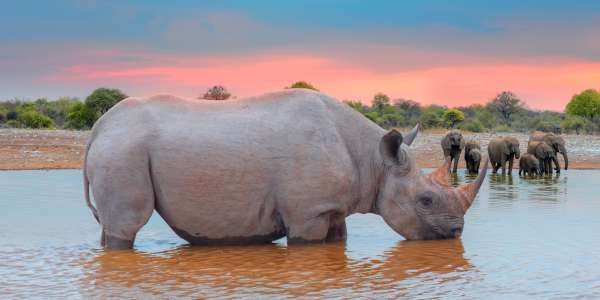 Africa Vacations