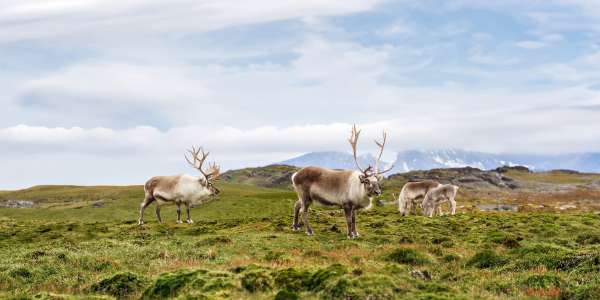 Alaska Cruises