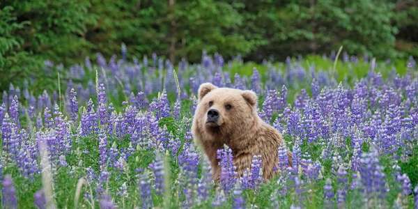 Alaska Cruises