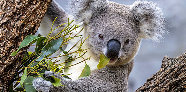 Australia from Reef to Vine Image