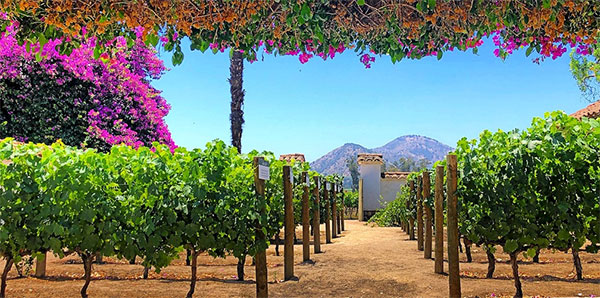 Chile's Wine Region Image